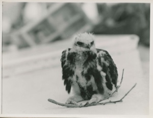 Image: Alexander Gull [not a gull - a hawk]
